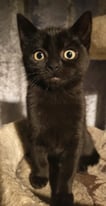 £80 Female black kitten 14 weeks old £80 
