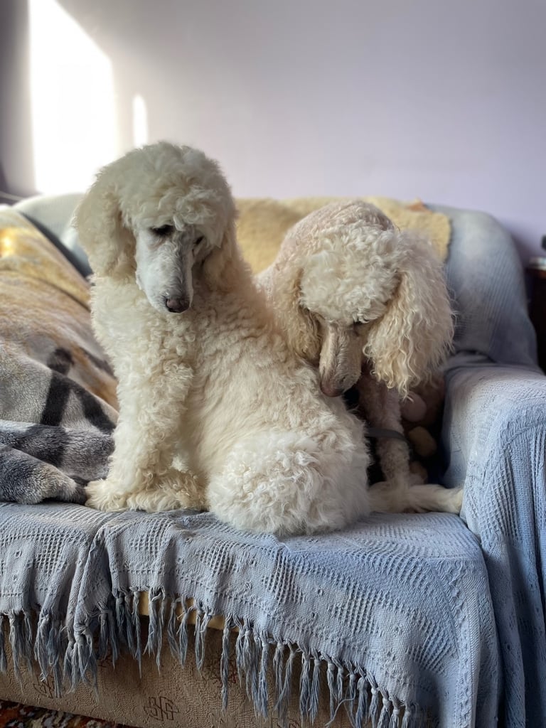 Standard poodle pup - one left