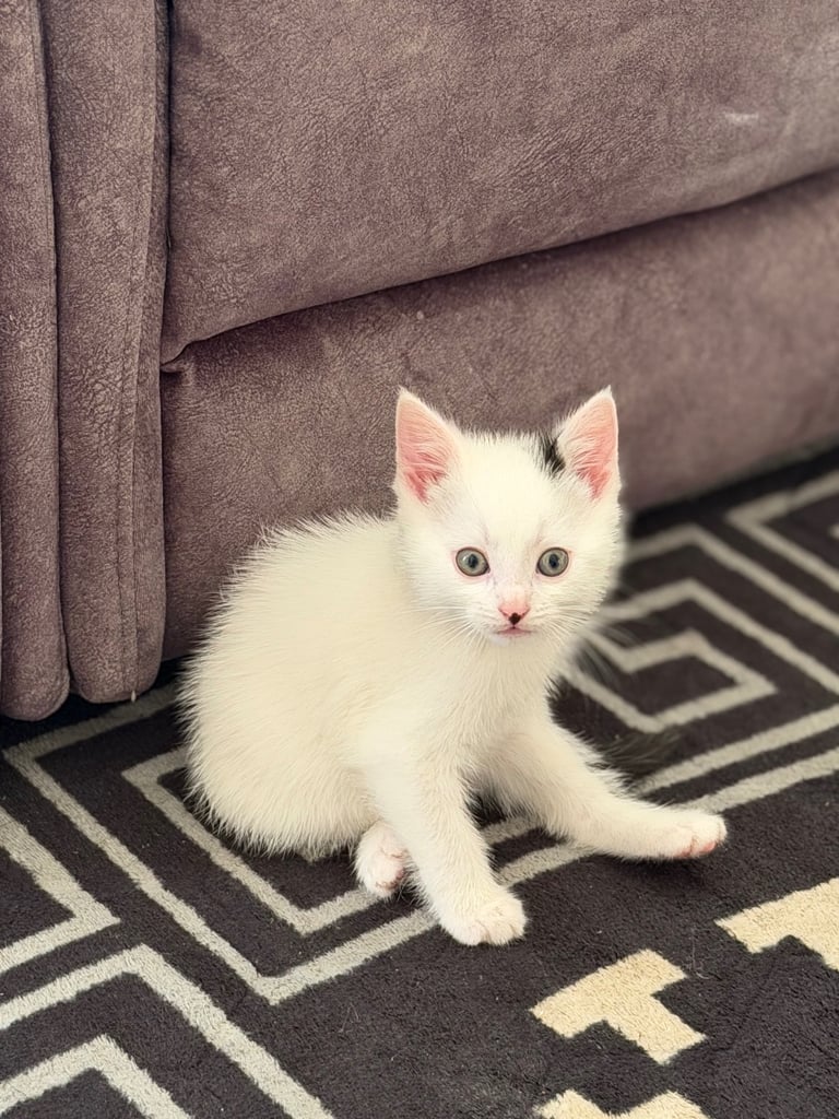 Little sweet kitten looking for new home ❤️