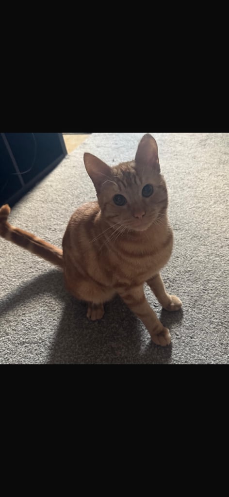 Ginger cat 