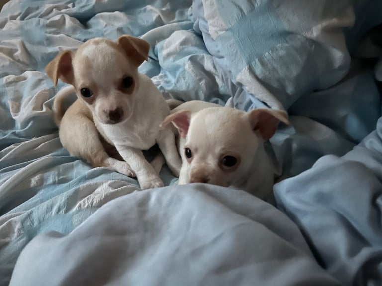 PUPPIES FOR SALE