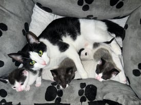 Grey & White Kittens for sale.