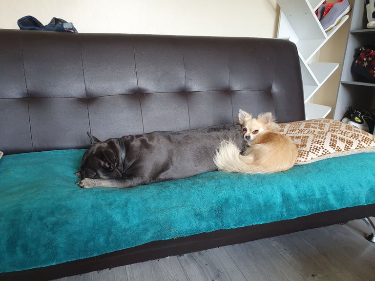 image for Chihuahuas and French bulldog 