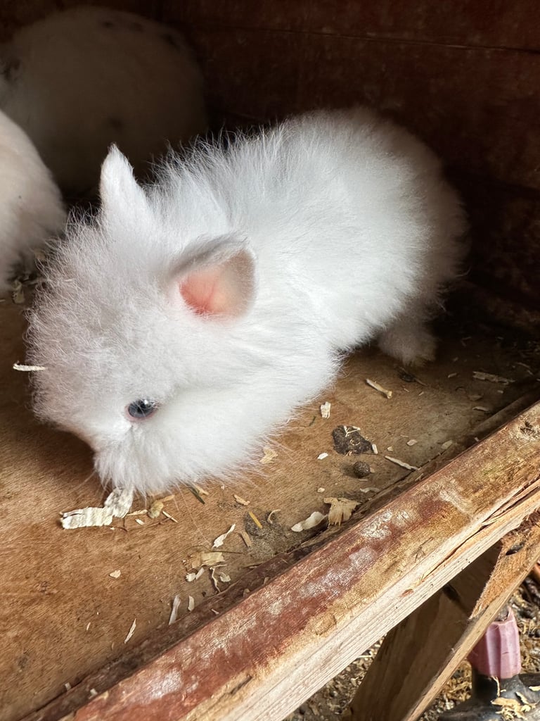 Lionhead  rabbits 