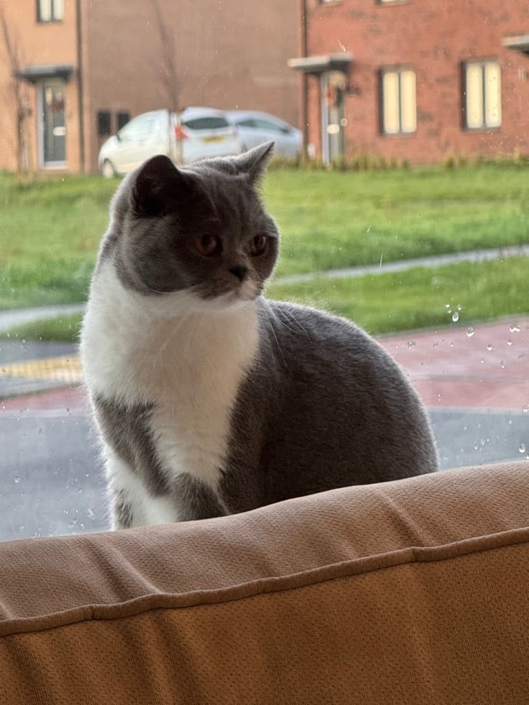 Blue BSH female cat 