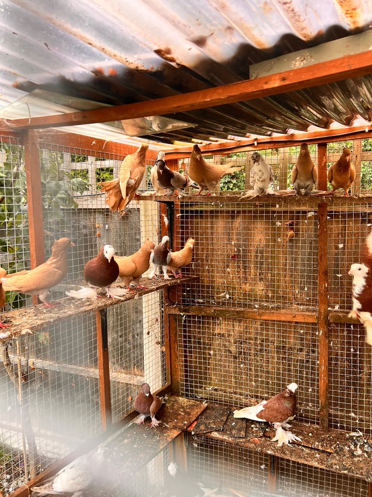 Pigeons 