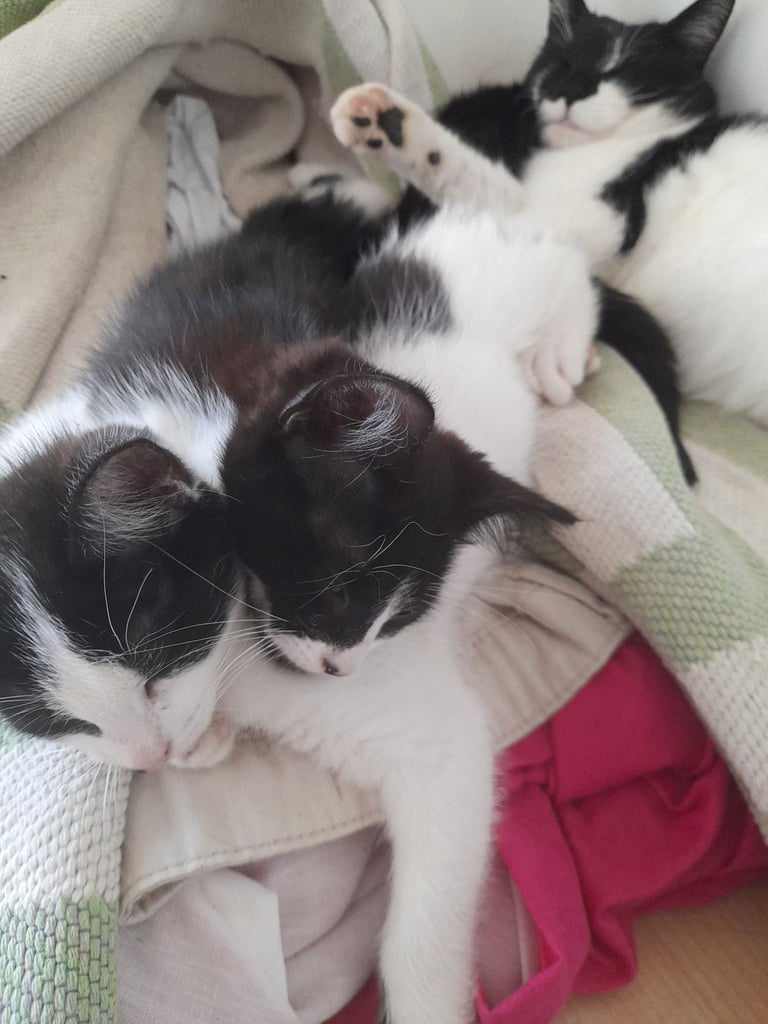 Kittens for sale 
