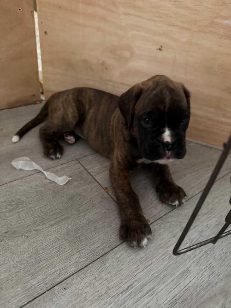 KC Boxer puppies - bobtail & longtail 🐶🩷💙