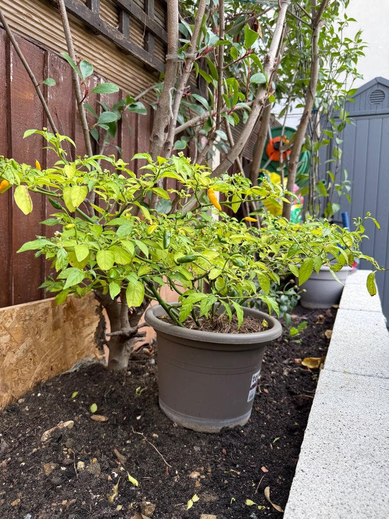 image for Naga Chilli Plant - 3 Available