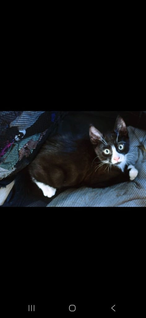 British short hair  x Russian blue 