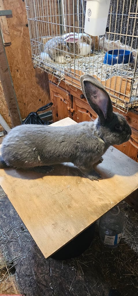 Continental Giant Merle Rabbits Rabbit