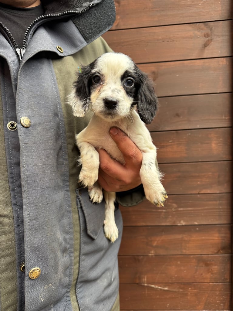 Cocker Spainel Puppies 