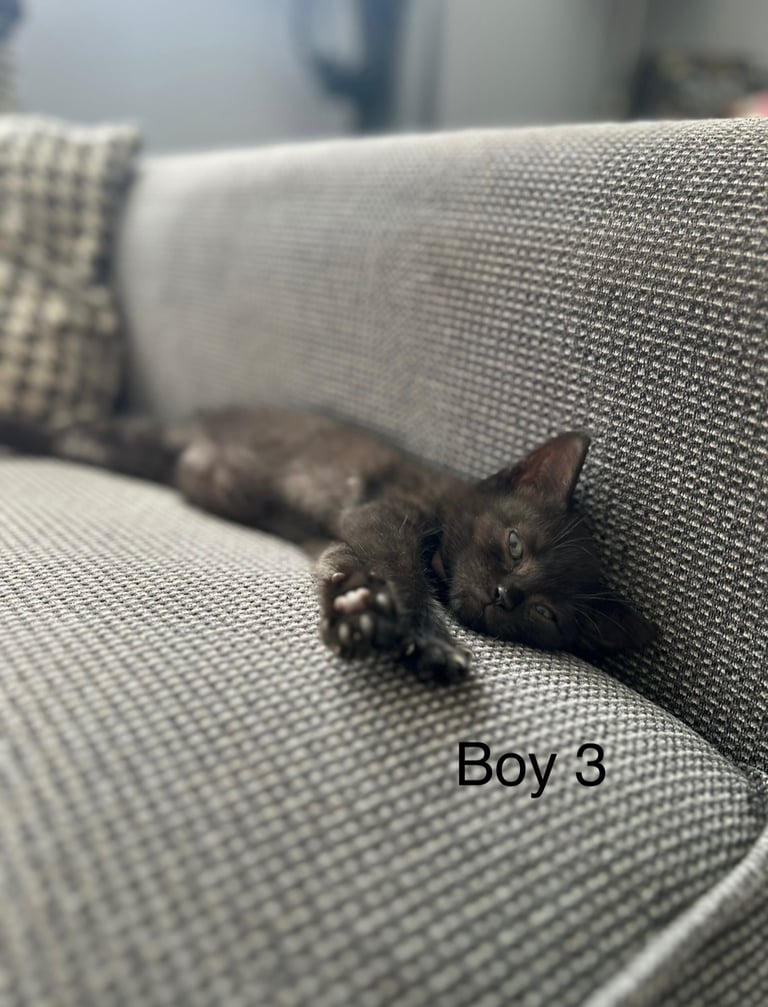 British short haired cross kittens 