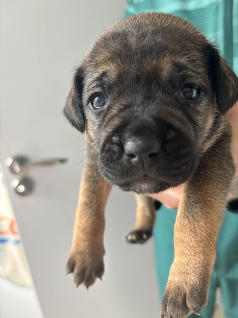Bulldog/staffy mix 