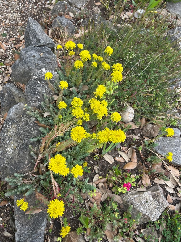 Wetland rocks evergreen plant lime flower