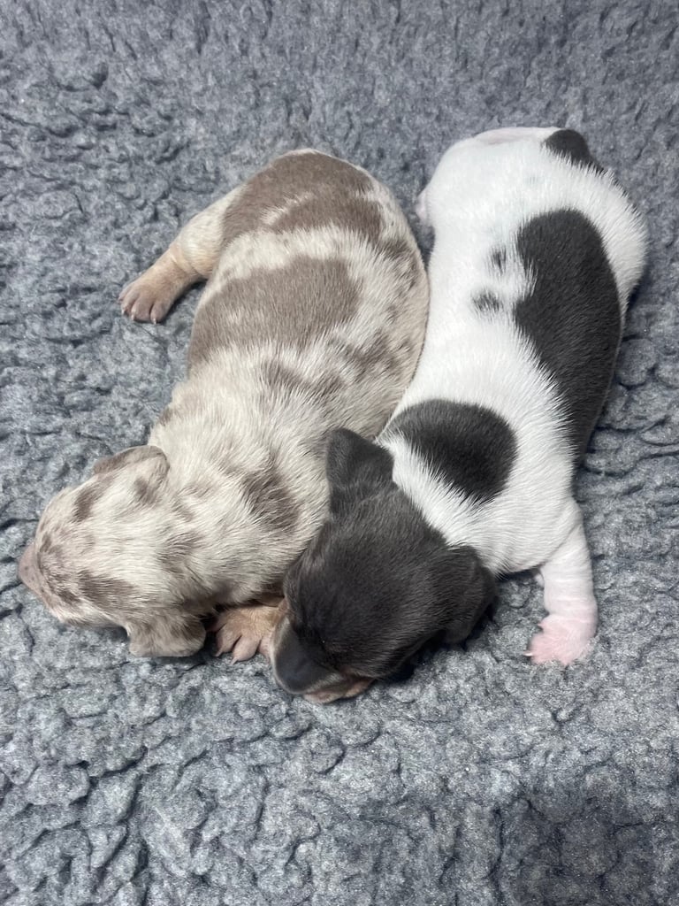Miniature dachshunds