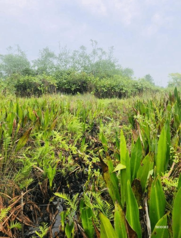 image for Waterfront land for sale in Sri Lanka