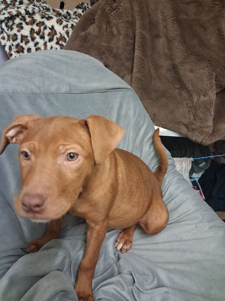 Puppy's staff x shar-pei 