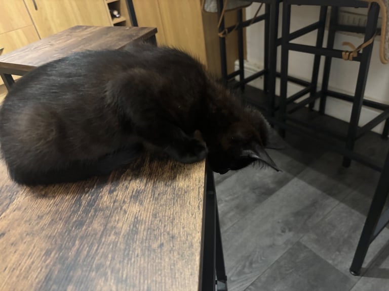 Maine Coon Cross kitten