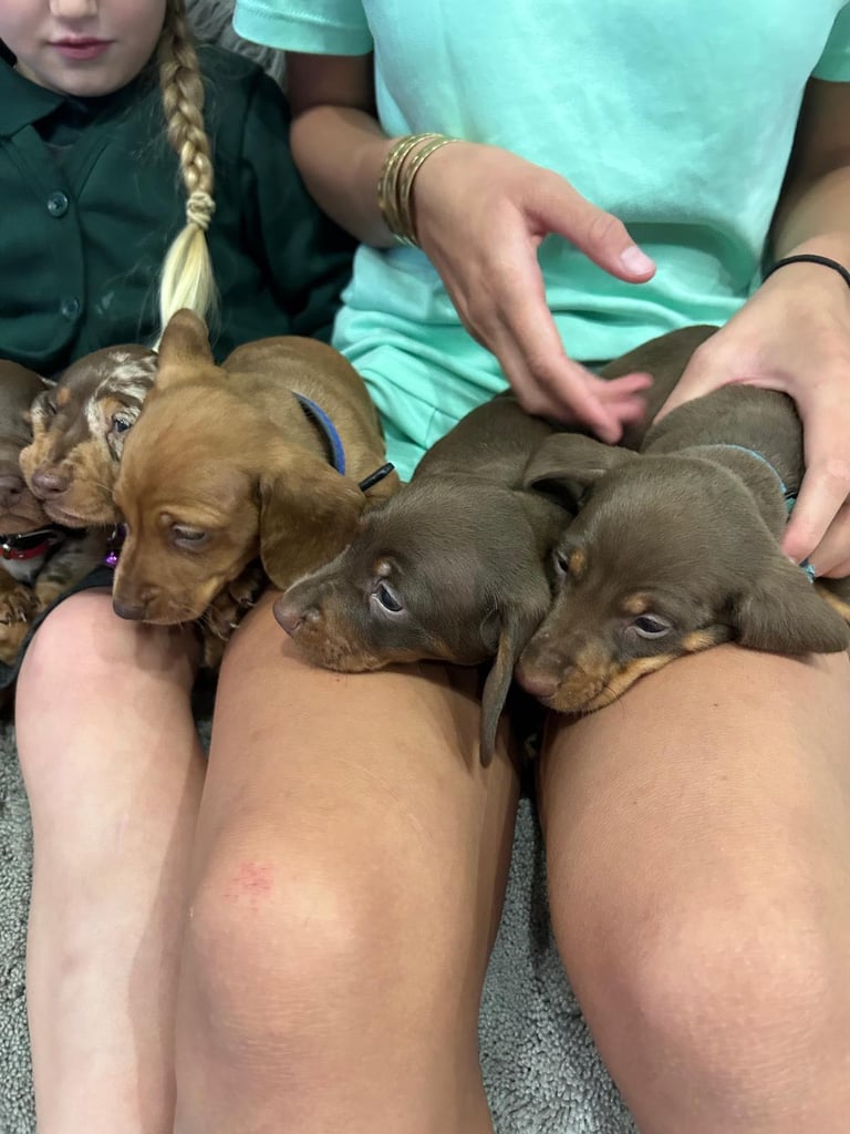 Miniature Dash hounds puppies for sale