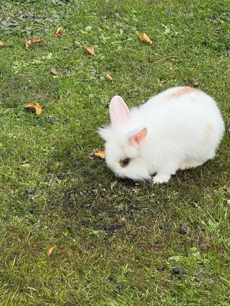 Rabbits and mom for sale