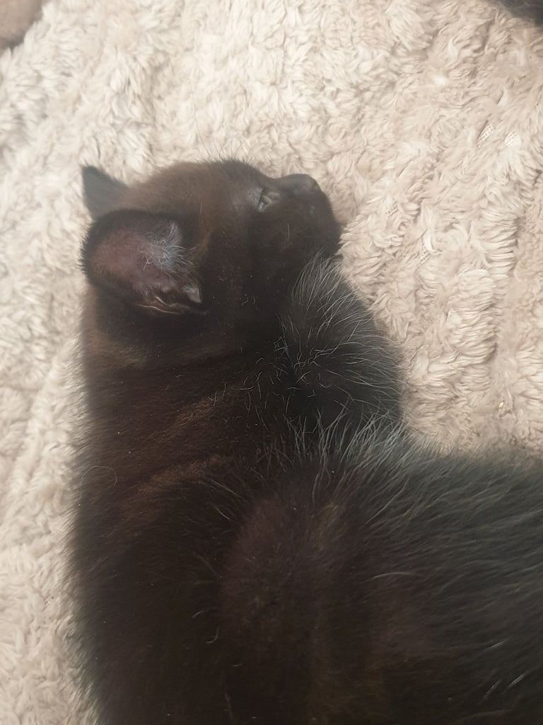 Adorable kittens 