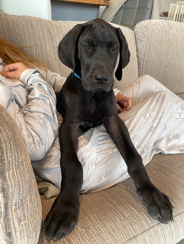 image for Great Dane Puppies KC Reg