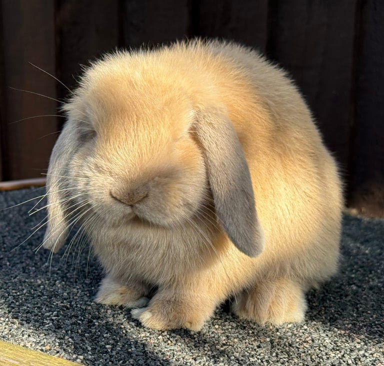 Lilac torte mini lop doe 