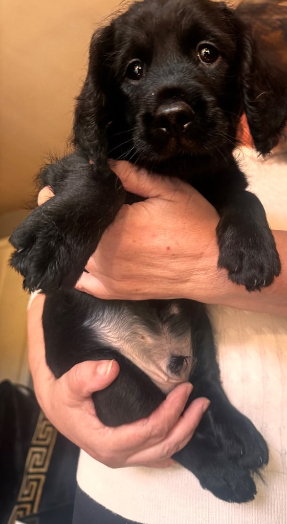 Labradoodle cross cockapoo puppy’s 