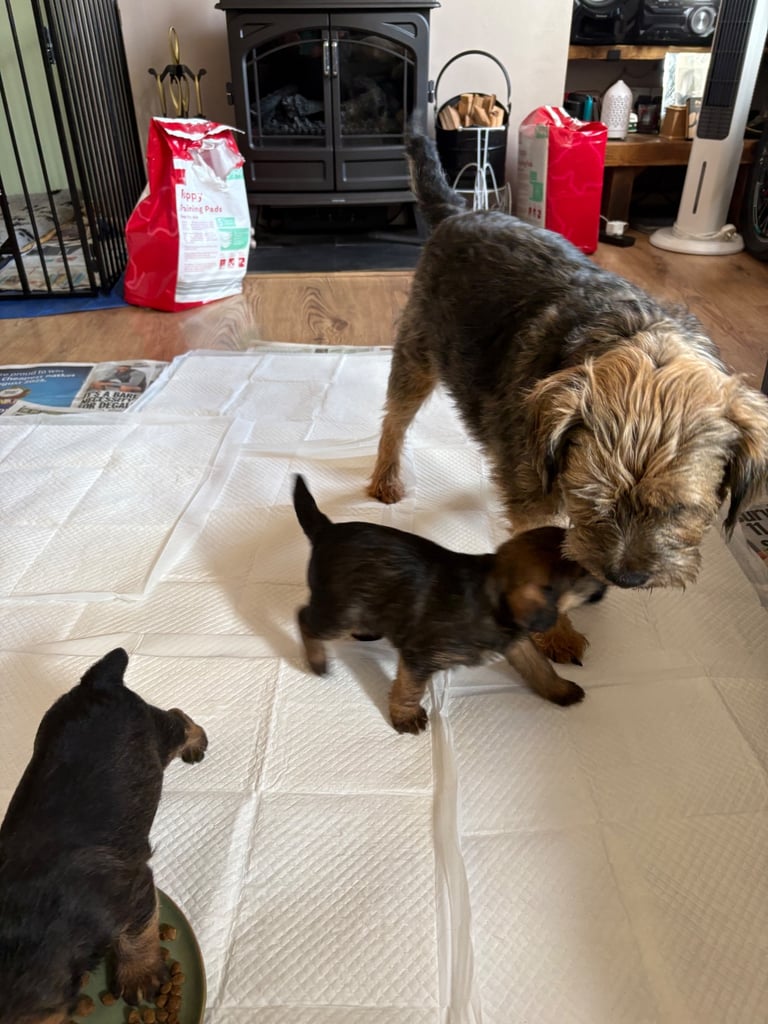 Border Terrier pups 