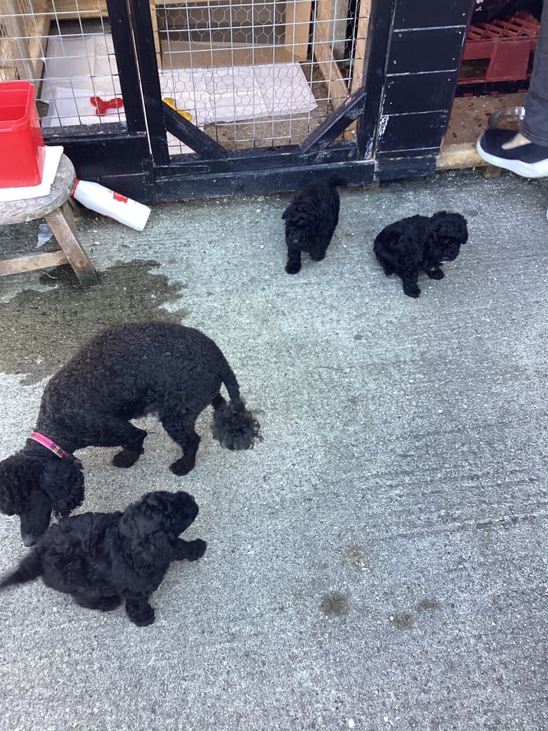 Poodle puppies 
