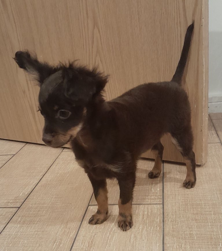 Purebred Russian Toy Terrier puppy long-haired