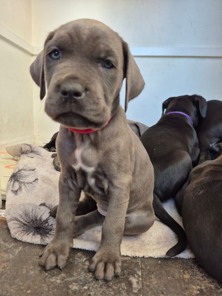 Cane  Corso pups 