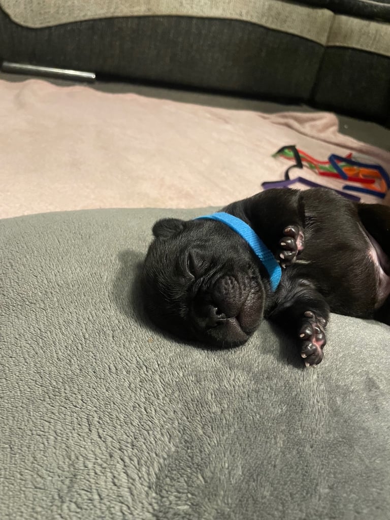 French bulldog puppies