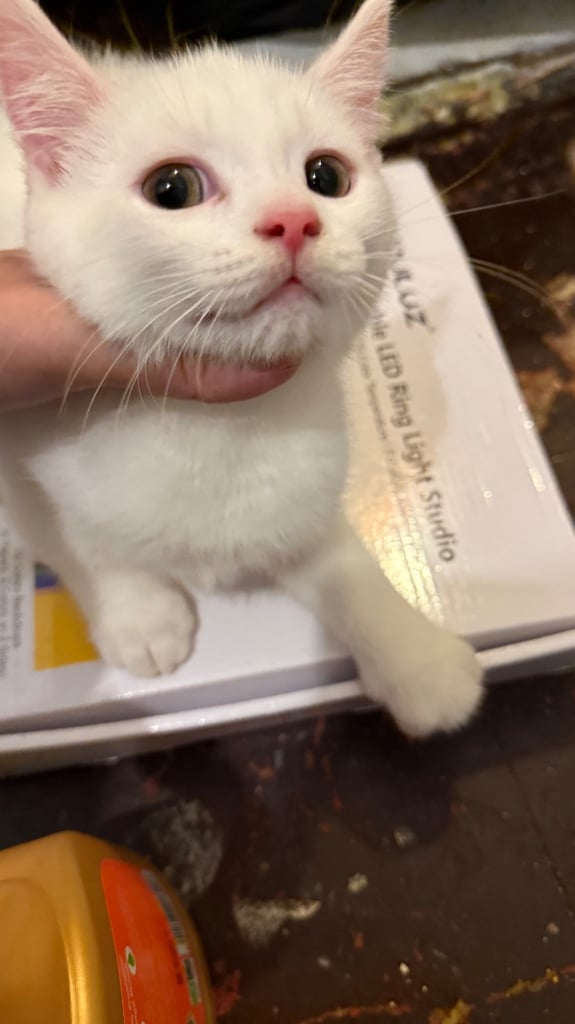 Kittens