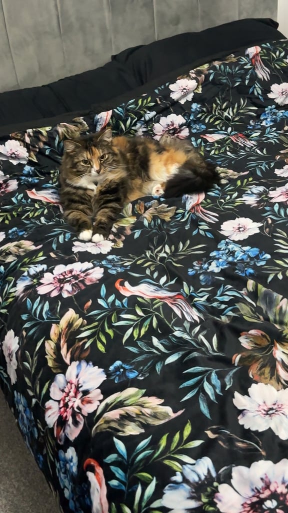 Cats looking for their forever homes