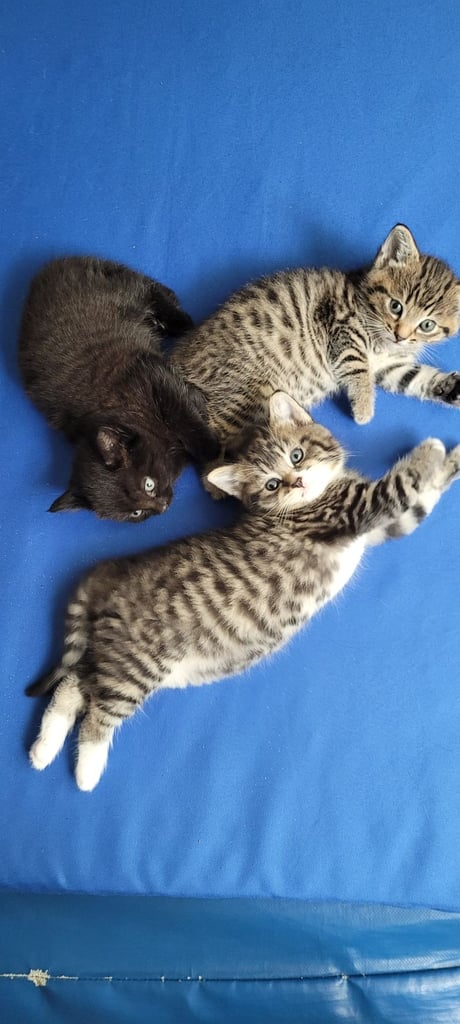  beautiful kitten male