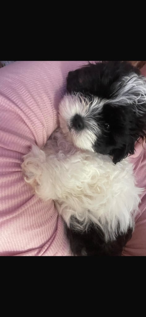 Last female Maltipoo