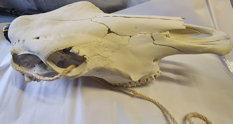 image for Texas Steer Skull &  Long Horns 