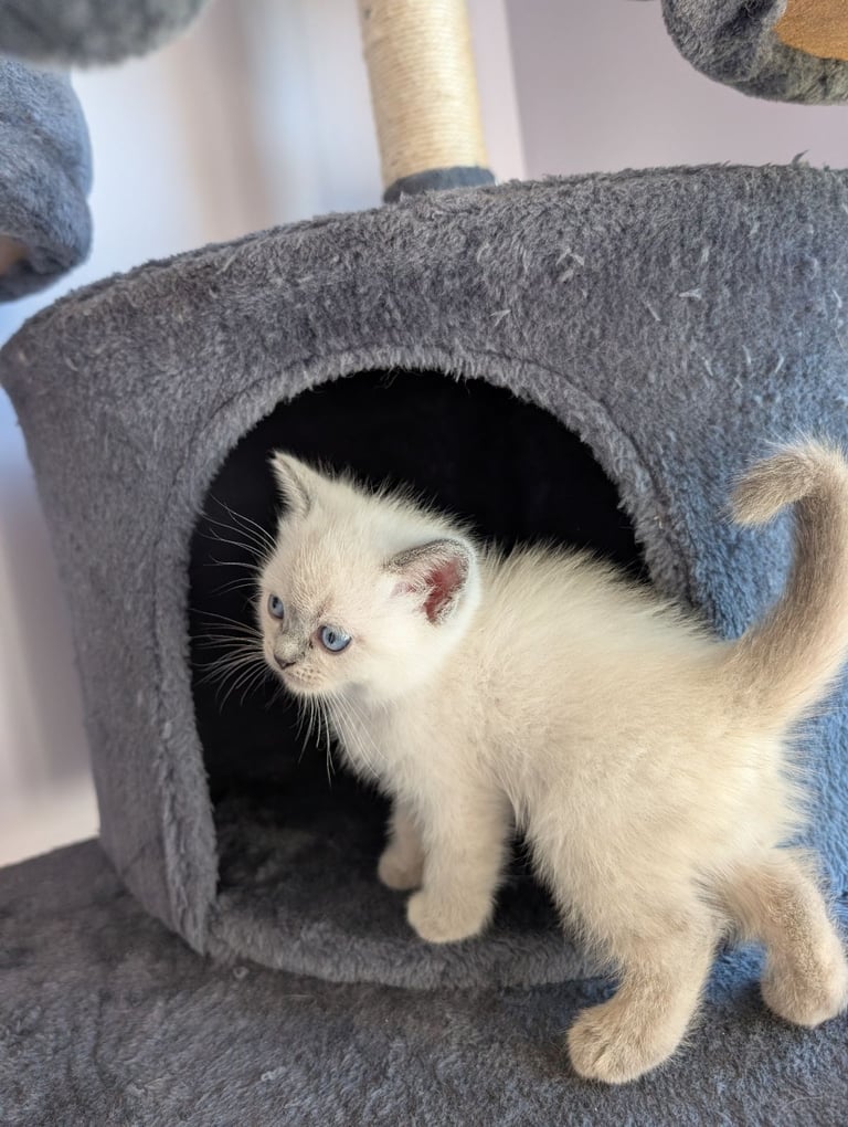 image for Kittens mixed breed 