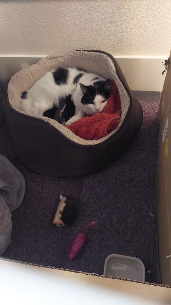 Beautiful Maine Coon x kittens