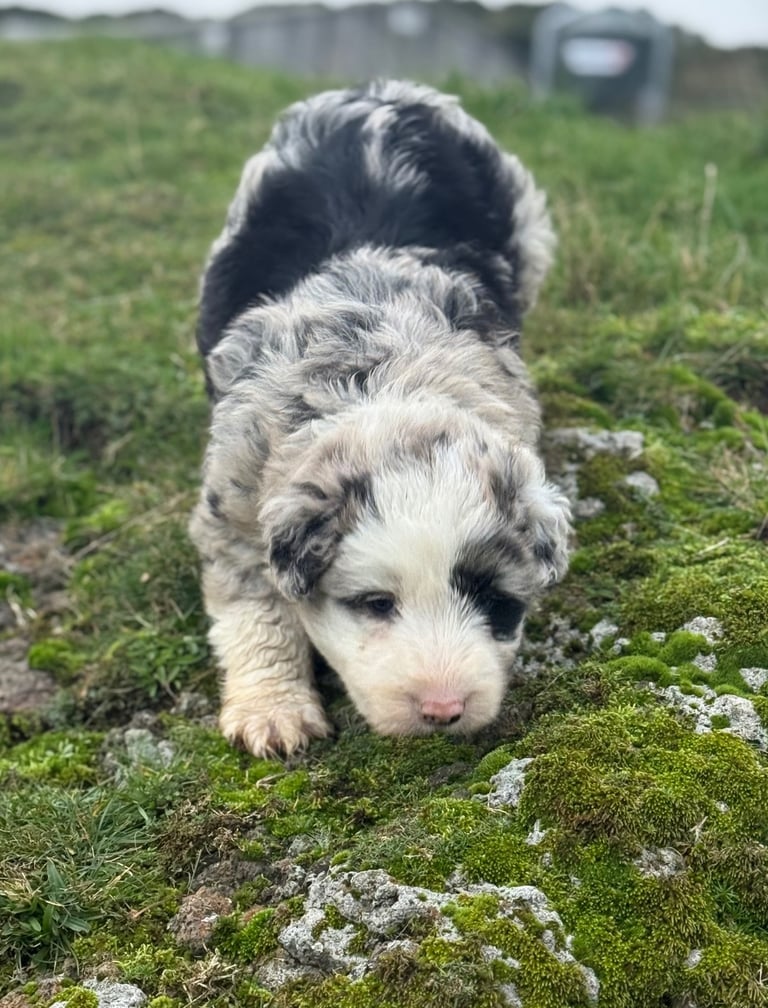 Bearded Collie pups
