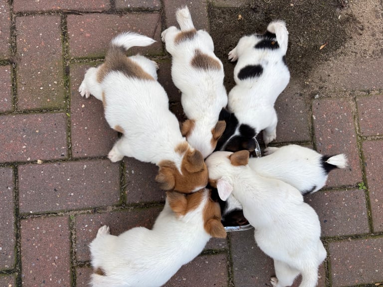 Jack Russell puppies 
