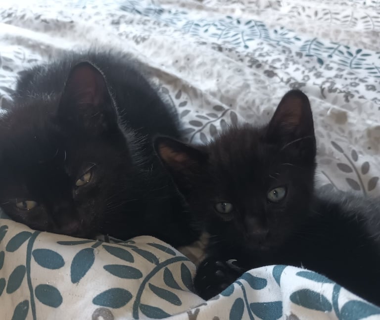 2 gwjus kittens 