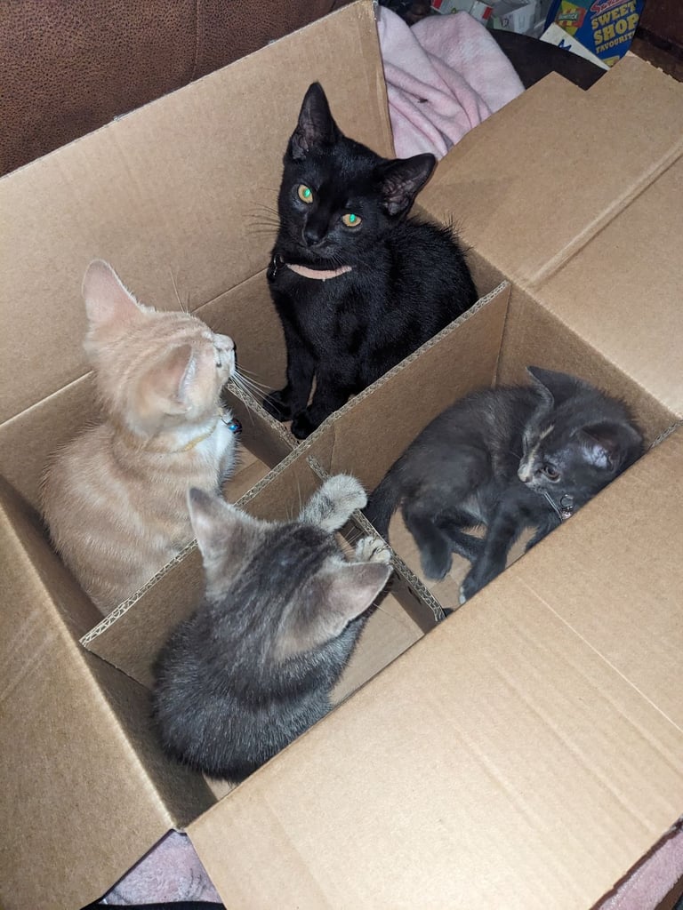 2 gorgeous little ladies.