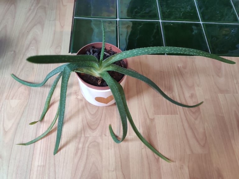 Aloe vera plant + plant pot