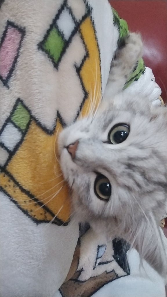 Rare chinchilla Persian Two Kittens And 18 Months Old Maine Coon Female Cat