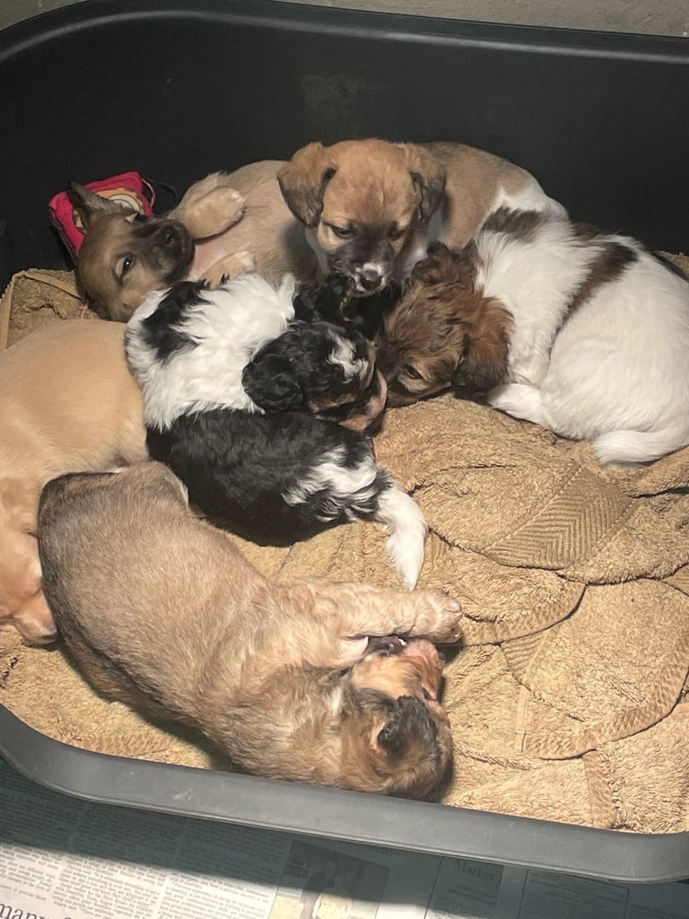 image for Puppies