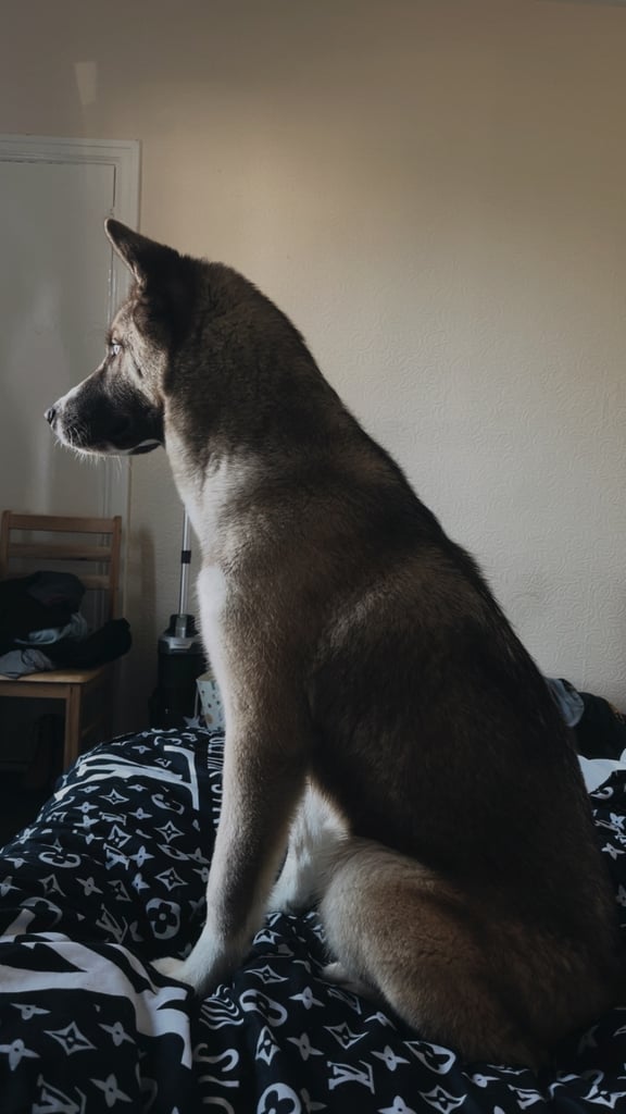 Husky x Akita huskita 