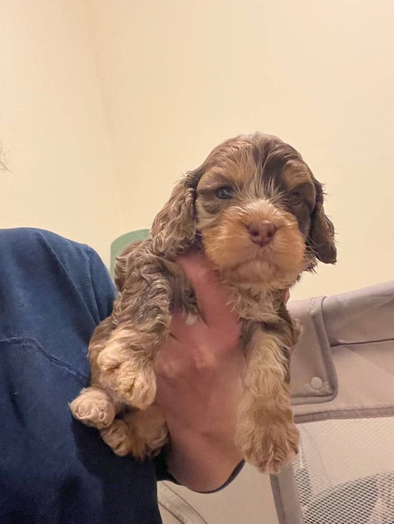 Beautiful cavapoo puppies for sale 